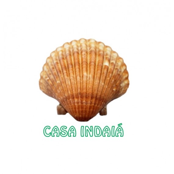 Concha Shell