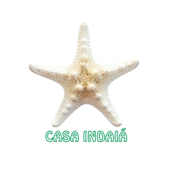 Estrela do Mar Bojuda Mini